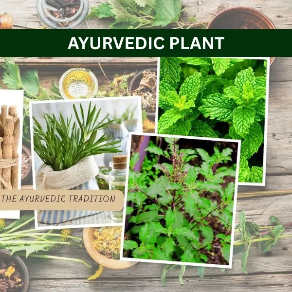 Ayurvedic Plants guide cover
